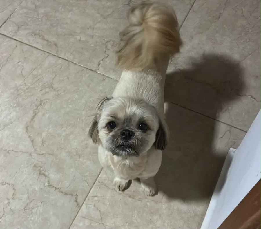 Petisco do Filho de Quatro Patas