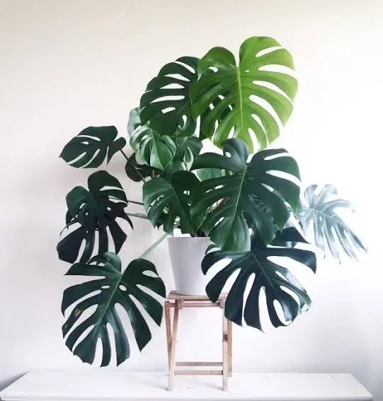 Mais uma plantinha para a noiva